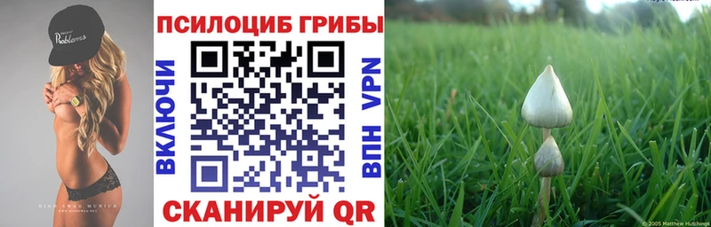 Купить где  Сим  Псилоцибиновые грибы мицелий 